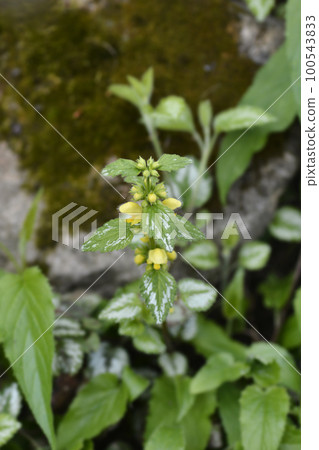 Variegated Yellow archangel 100543833