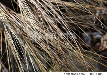 Bronze New Zealand hair sedge Bronze New Zealand hair sedge 100543853