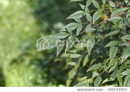 Heavenly bamboo 100543854
