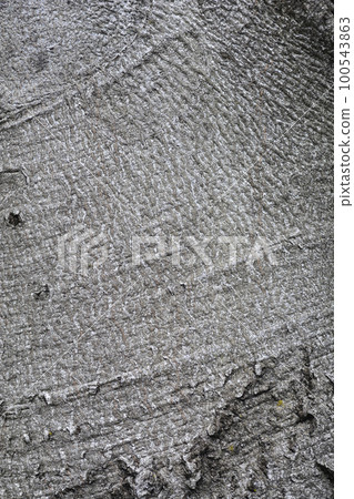 Purple European Beech Purple European Beech 100543863