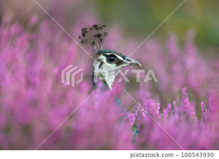 Portrait of a colourful Peahen in pink heather 100543930