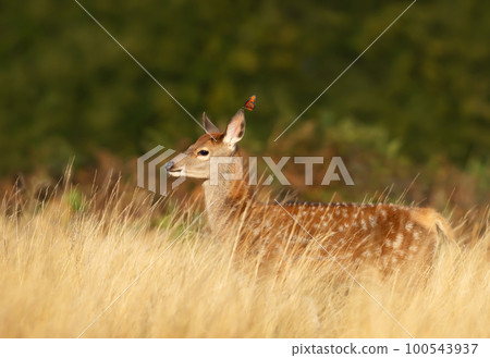 Fallow deer calf with a butterfly on an ear in meadow in summer Fallow deer calf with a butterfly on an ear in meadow in summer 100543937
