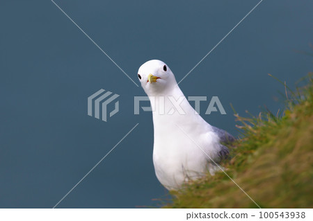 Close up of a Kittiwake on a cliff edge Close up of a Kittiwake on a cliff edge 100543938