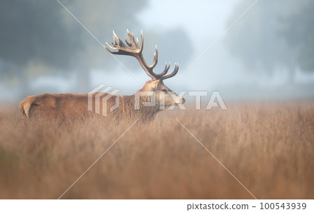 Red Deer stag on a misty autumn morning 100543939