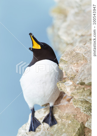 Portrait of a Razorbill calling, Bempton Cliffs 100543947