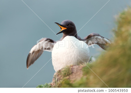 Portrait of a Common Guillemot calling 100543950