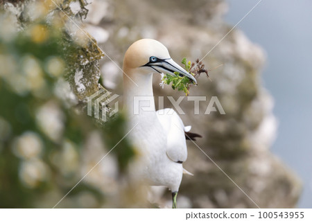 Northern gannet with daisies in the beak during breeding season Northern gannet with daisies in the beak during breeding season 100543955