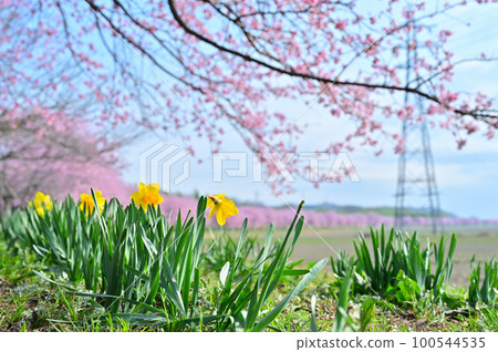 Angyō Kanzakura and Daffodils Kita Asaba Sakurazutsumi Park 埼玉縣坂戶市 100544535