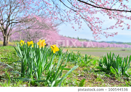 Angyō Kanzakura and Daffodils Kita Asaba Sakurazutsumi Park 埼玉縣坂戶市 100544536