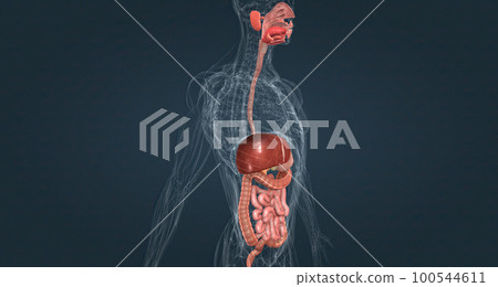 The gastrointestinal tract is essentially a tube that extends from the mouth to the anus. The gastrointestinal tract is essentially a tube that extends from the mouth to the anus. 100544611