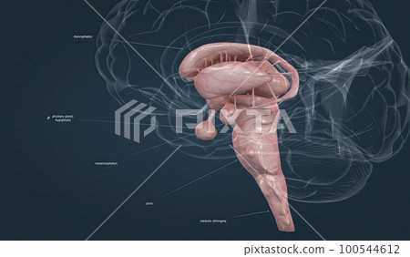 The brainstem is the posterior stalk-like part of the brain that connects the cerebrum with the spinal cord. 100544612