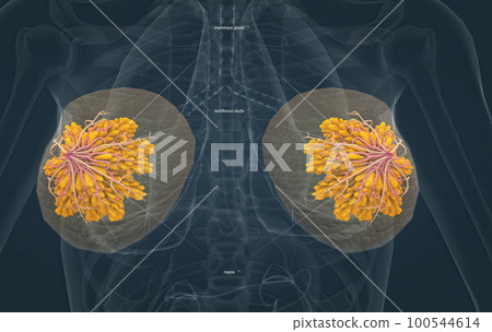 Female breasts act as mammary glands that produce and secrete milk to feed babies. 100544614