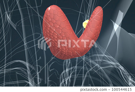The thyroid gland is an endocrine gland found in the neck in humans and consists of two interconnected lobes. 100544615