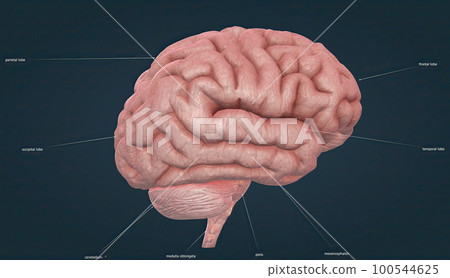 Whole brain, Brain sections, spinal cord, neurological and related tissue types. 100544625