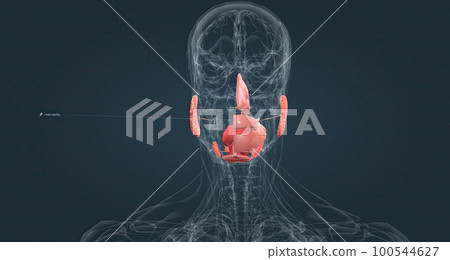 The nasal cavity is the most superior part of the respiratory tract. 100544627