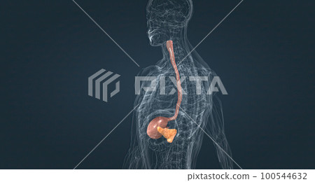 The esophagus is a tubal structure, and the stomach is joined by a sac. The esophagus is a tubal structure, and the stomach is joined by a sac. 100544632