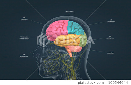 Anatomy of the brain and its colored parts Anatomy of the brain and its colored parts 100544644