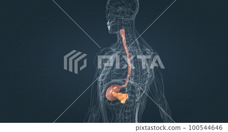 The esophagus is a tubal structure, and the stomach is joined by a sac. The esophagus is a tubal structure, and the stomach is joined by a sac. 100544646