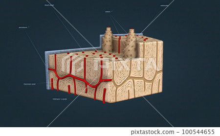 Bone tissue, tissue that gives strength and structure to bones. Bone tissue, tissue that gives strength and structure to bones. 100544655
