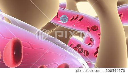 Spongy or cancellous bone gets its name from its sponge-like appearance. 100544670