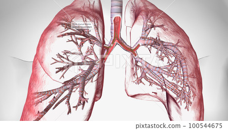 Cystic fibrosis is a genetically inherited disease that affects secretory cells throughout the body. 100544675