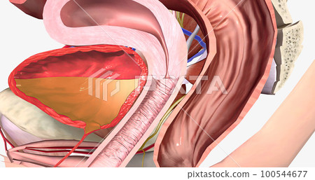 Healthy urethra is closed tightly and prevents urine leakage 100544677