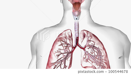 Bronchoscopy is an invasive procedure used to look inside the respiratory system. Bronchoscopy is an invasive procedure used to look inside the respiratory system. 100544678