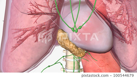 In stage III esophageal cancer, the tumor has spread through the layers of the esophageal wall. 100544679