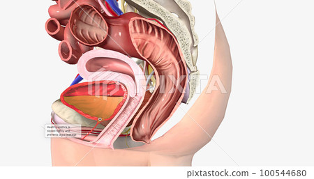 Healthy urethra is closed tightly and prevents urine leakage Healthy urethra is closed tightly and prevents urine leakage 100544680
