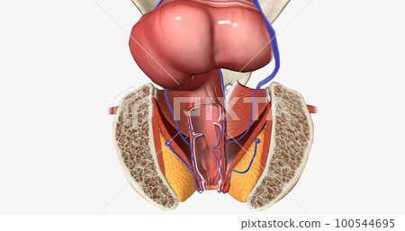 The anal canal is the terminal part of the gastrointestinal (GI) tract, where solid waste leaves the body. The anal canal is the terminal part of the gastrointestinal (GI) tract, where solid waste leaves the body. 100544695