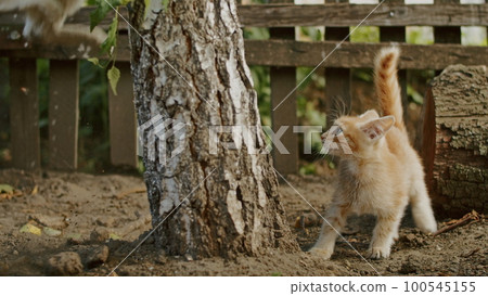 adorable and playful cat plays in the yard with mom cat. adorable and playful cat plays in the yard with mom cat. 100545155