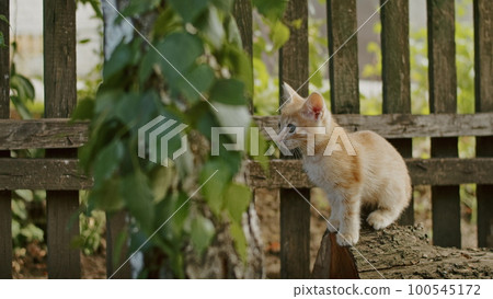 adorable and playful cat plays in the yard with mom cat. 100545172