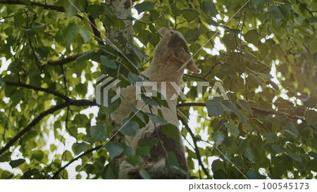 adorable and playful cat plays in the yard with mom cat. 100545173