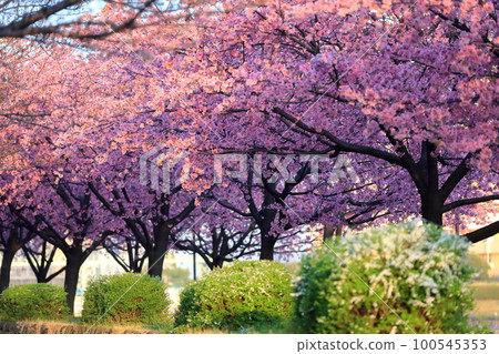 Daikanzakura (Shioiri Park) 100545353