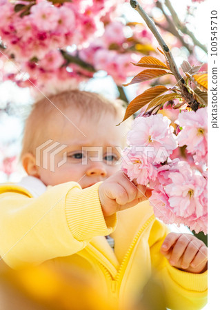 a kid explores how cherry blossoms bloom a kid explores how cherry blossoms bloom 100545710