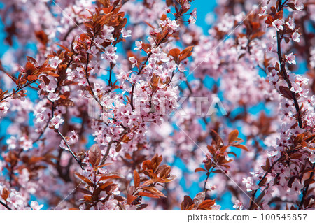blooming sakura tree at sunny spring day 100545857
