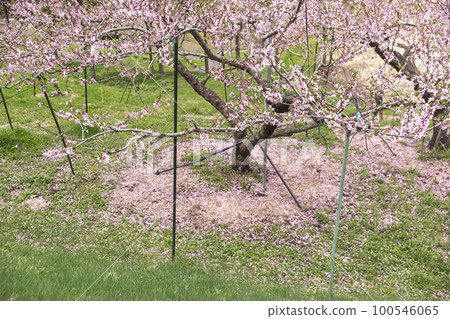 220427桃花z040 100546065