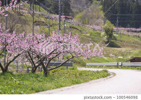 220425桃花g001 100546098