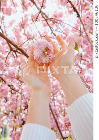 woman hand touching blooming sakura tree woman hand touching blooming sakura tree 100546136
