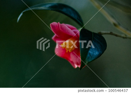 Camellia family thicket camellia flower 100546437