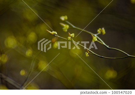 Yellow flower of the Lauraceae family Kuromoji Yellow flower of the Lauraceae family Kuromoji 100547020