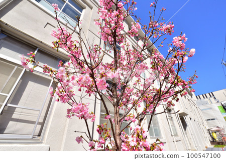 舊大名小學 Sakura Fukuoka City Startup Cafe Fukuoka Daimyo Garden City 舊大名小學 Sakura Fukuoka City Startup Cafe Fukuoka Daimyo Garden City 100547100