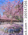 Yuki Shrine weeping plum 100547266