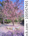 Yuki Shrine weeping plum 100547405