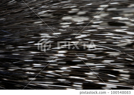 Texture from the quill tail of a porcupine. 100548083