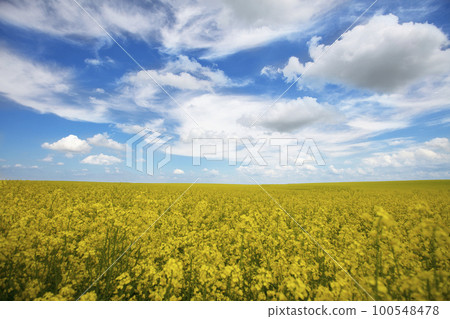 Rapeseed yellow field against the blue sky. Rapeseed yellow field against the blue sky. 100548478