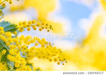 Mimosa, spring flower image Mimosa, spring flower image 100548517