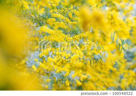 Mimosa, spring flower image Mimosa, spring flower image 100548522