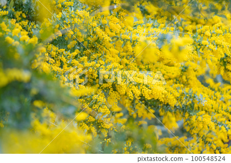 Mimosa, spring flower image 100548524
