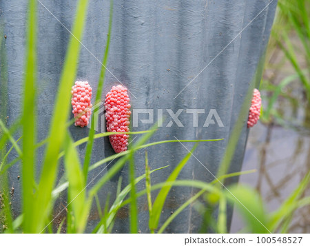 Egg of Jumbo Tanish 100548527